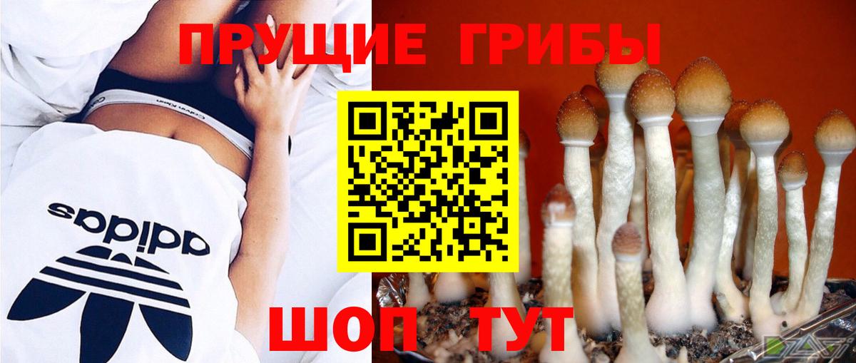 Псилоцибиновые грибы Psilocybe  Вход с VPN  Славгород 